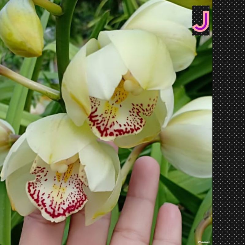 anggrek cymbidium australia