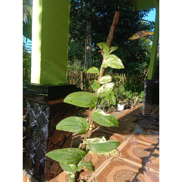 tanaman hias anakan monstera ekor naga varigata