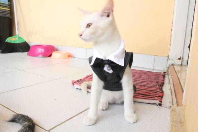 Kaos tuxedo warna abu-abu gorilla untuk kucing / baju kucing dan aksesoris murah size S M L XL