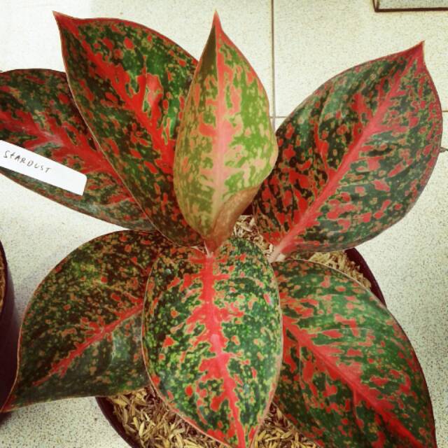 Bibit bunga aglonema stardust Shopee Indonesia Bibit bunga aglonema stardust Shopee Indonesia