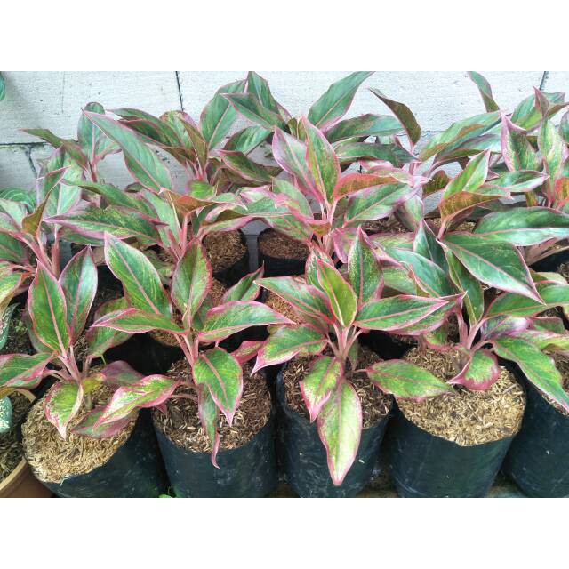 LIPSTIK SIAM AURORA ( Tanaman hias aglonema aglaonema )