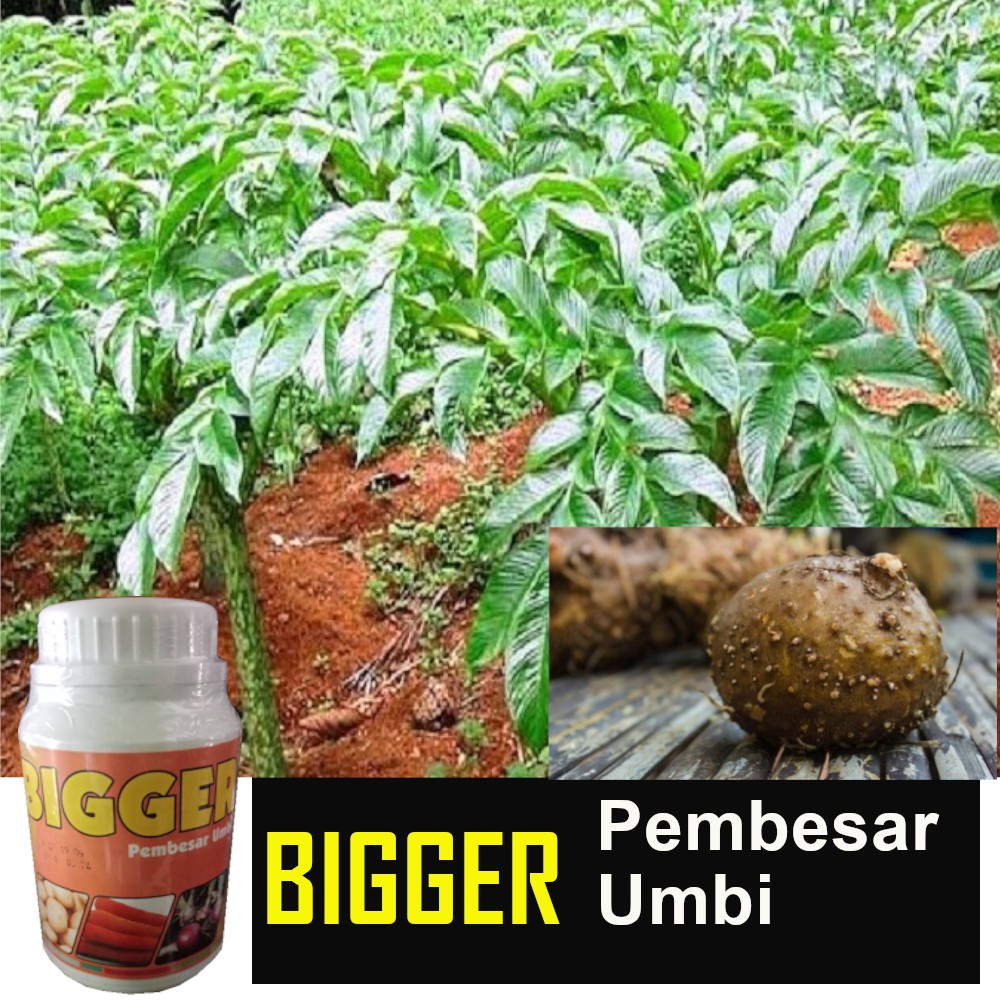  Pupuk  PORANG BIGGER 400 Gram Pupuk  Pembesar  Umbi  Wortel 