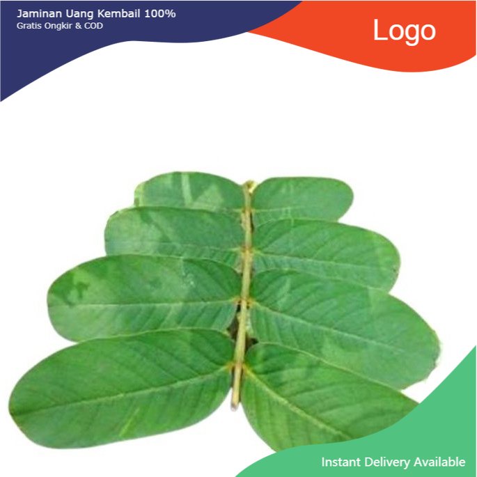 

Promo Daun ketepeng cina atau kimanila 100gram fresh & organic