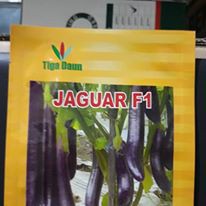 Terong Ungu 'Jaguar F1"Isi 20 biji "Benih Tiga Daun"