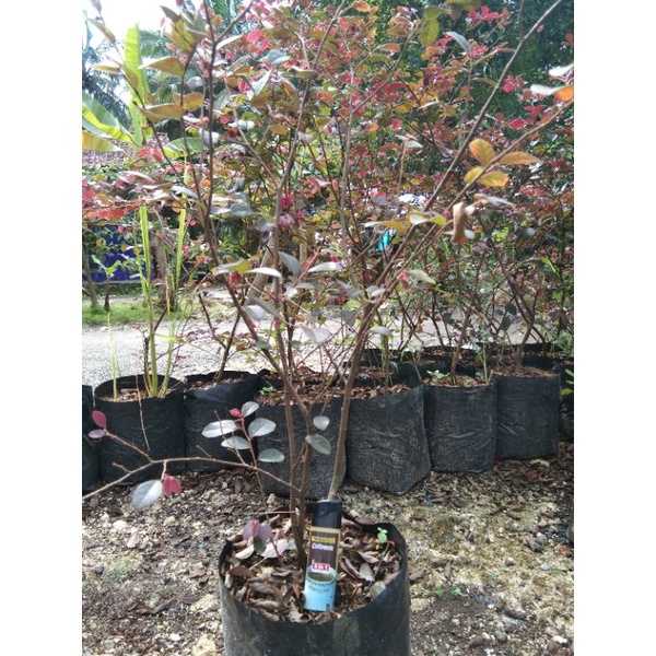 bonsai serut merah (bibitan)