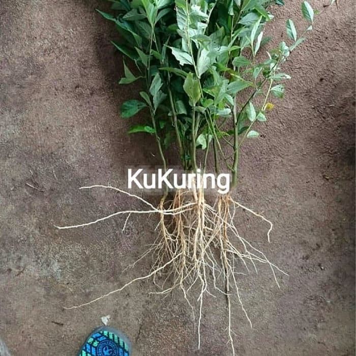 

Murah Akar Sidaguri Segar Fresh Original