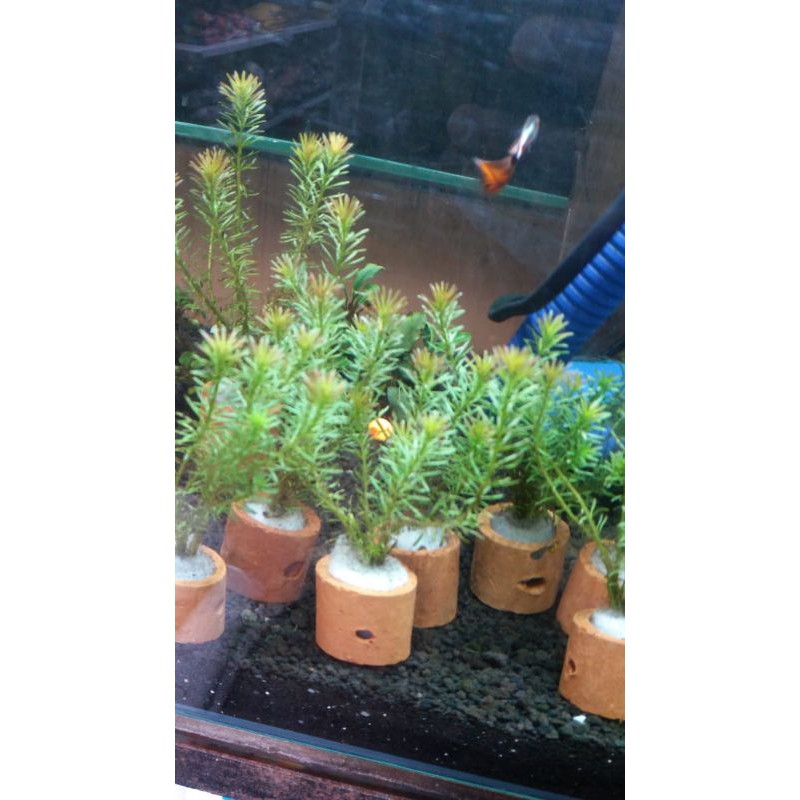 

rotala walichi