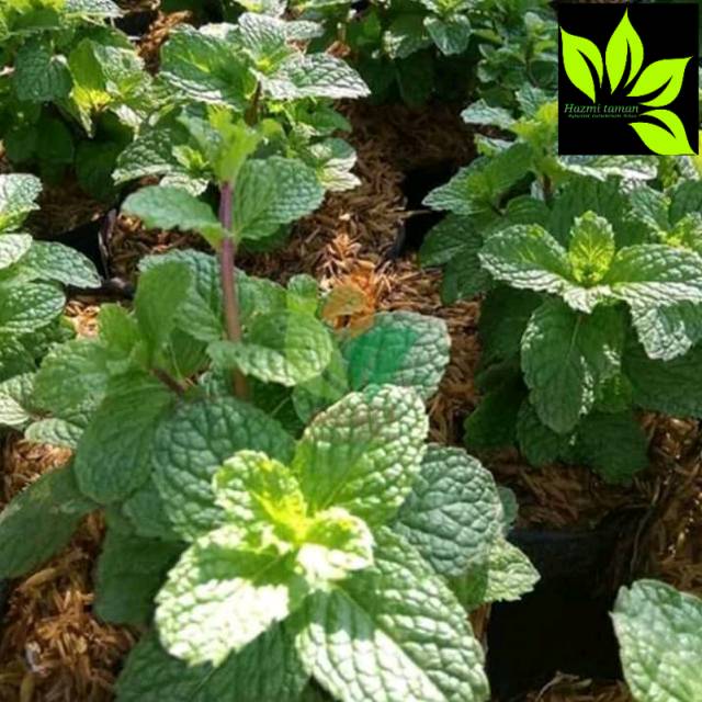 

Pohon mint/daun mint/crepping Charly
