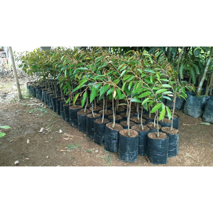 Bibit Durian Duri Hitam Unggul Bisa Tabulampot