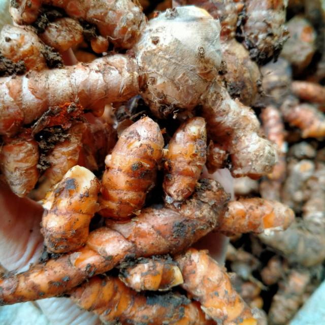 

Kunyit / Kunir / Kunyit kuning / Kunyit segar (1 kg)