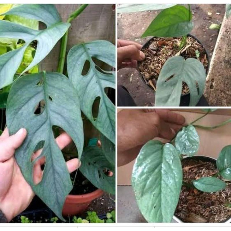 CEBU BLUE EPRIPEMNUM TANAMAN BUNGA PHILODENDRON READY TANAMAN BUNGA HIDUP