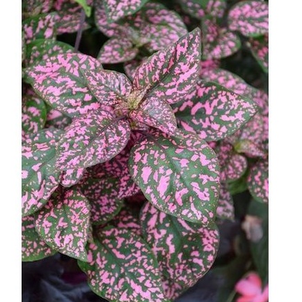 Tanaman hias Hipostes pink/ hipostes telur puyuh