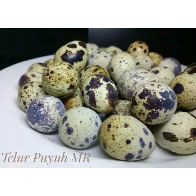 

telur puyuh❤️fresh❤️besar❤️ kualitas oke