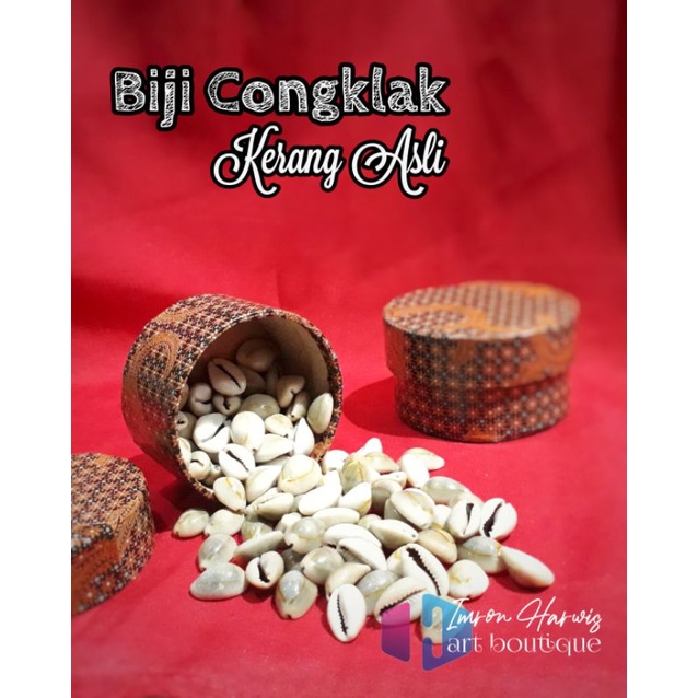 Biji congklak kerang asli dari alam isi 100pcs plus box kuwuk