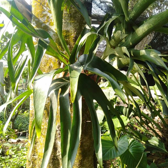 Tanaman hias kadaka doa