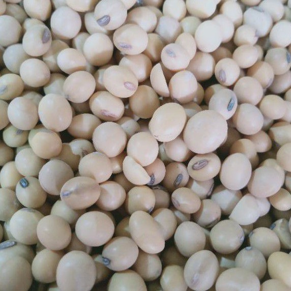 

Kacang Kedelai