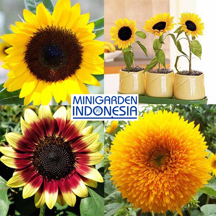 BENIH BUNGA SUNFLOWER MIX 4 BIJI bibit bunga matahari 4 jenis import f1 fothergills