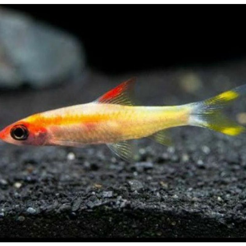 ikan hias denisoni golden 3-4cm