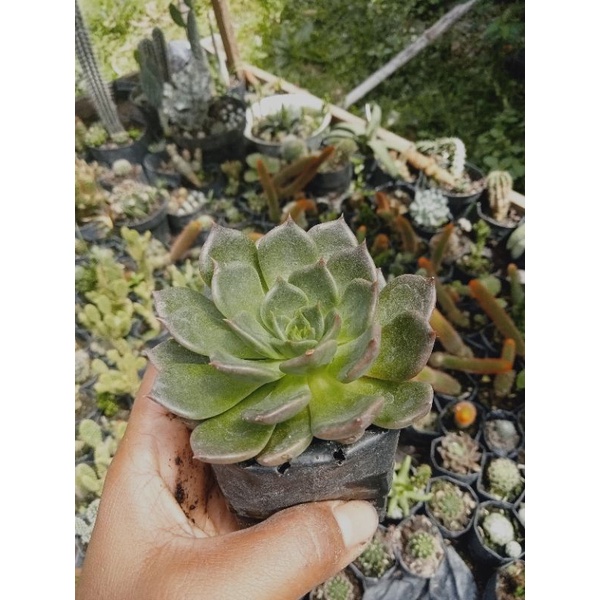 mawar remaja/kaktus Pasaman/kaktus murah/kaktus ownroot