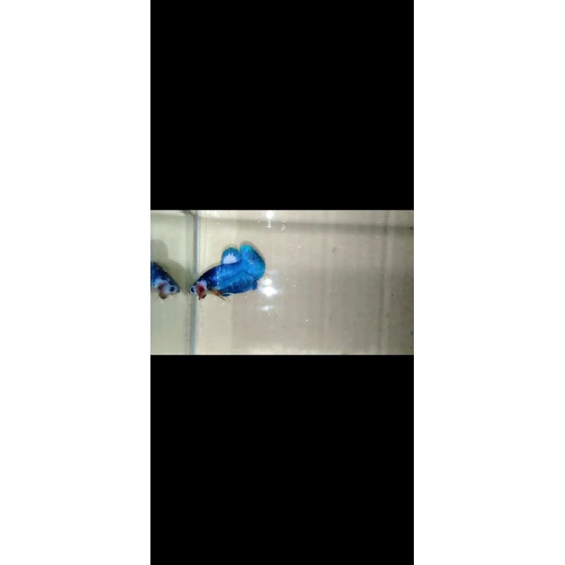 ikan cupang/Betta blue panda,rem