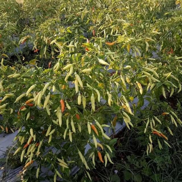 BS-BYL Bibit Cabe Konsumsi Benih Sayuran Cabai Rawit Merah Setan Sayur Unggul Cabe Setan ORI 212 Besar Hijau Keriting Shypoon Orion Viral dll-3