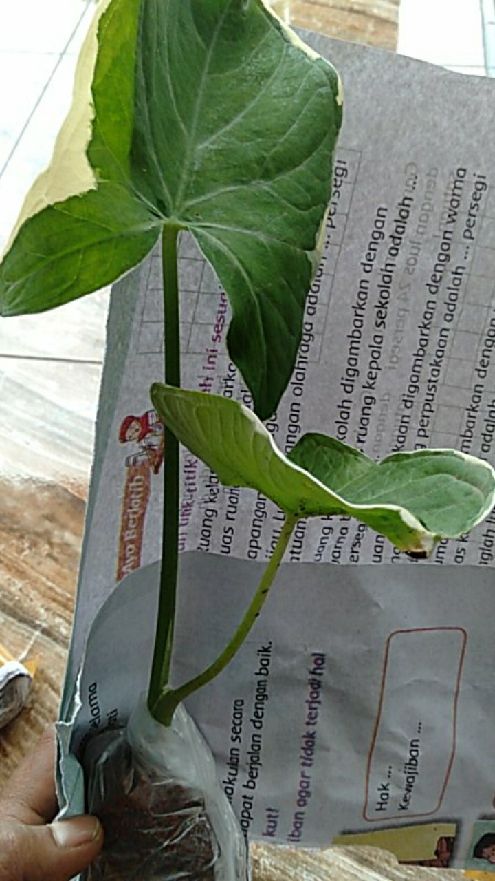 Keladi Tikus Variegata (mickey Mouse)