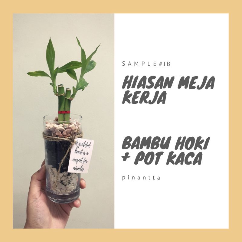 Bambu Hoki Pot Kaca Lurus / Hiasan Bambu Hoki / Tanaman Bambu Hoki Cocok Untuk Pajangan