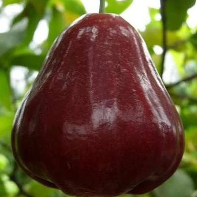 Unggulan Bibit Buah Jambu Air King Rose