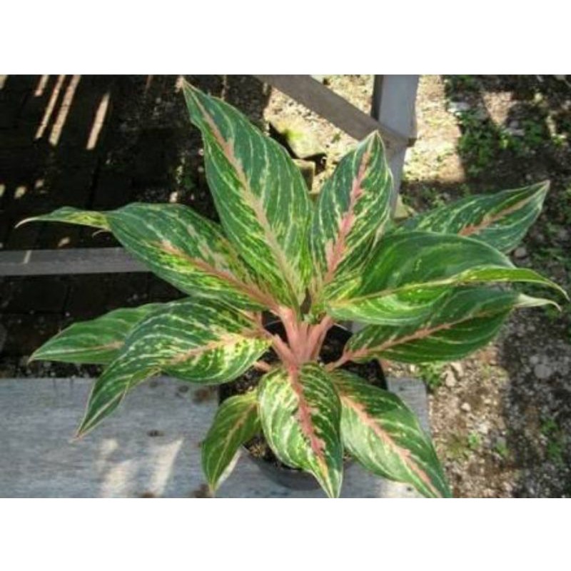 (COD√) Bunga Aglonema Baterflay aglonema dewasa