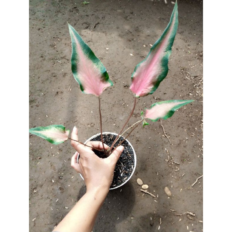 

Keladi red madova
