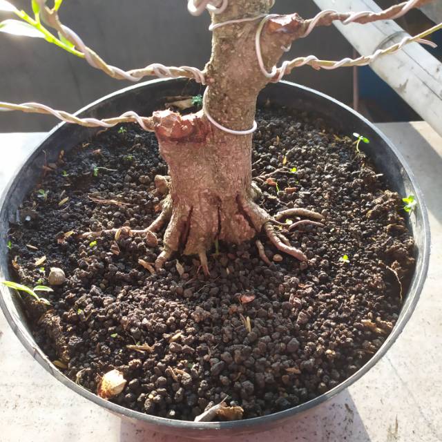 Bonsai beringin kimeng