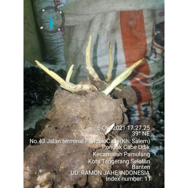 

bibit jahe merah super 1biji