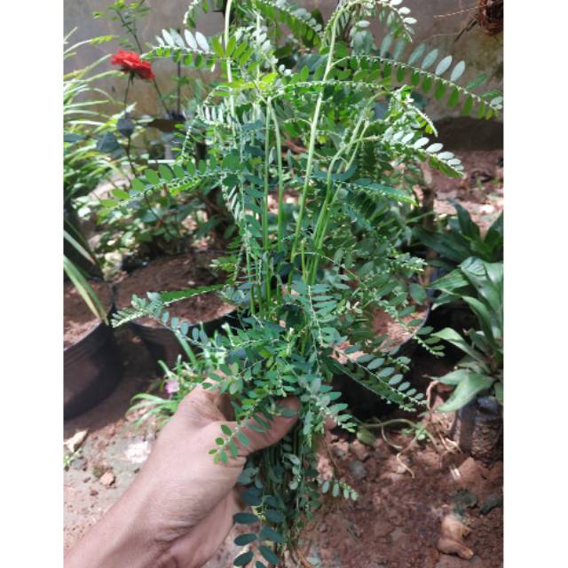 

DAUN MENIRAN FRESH 300 GRAM