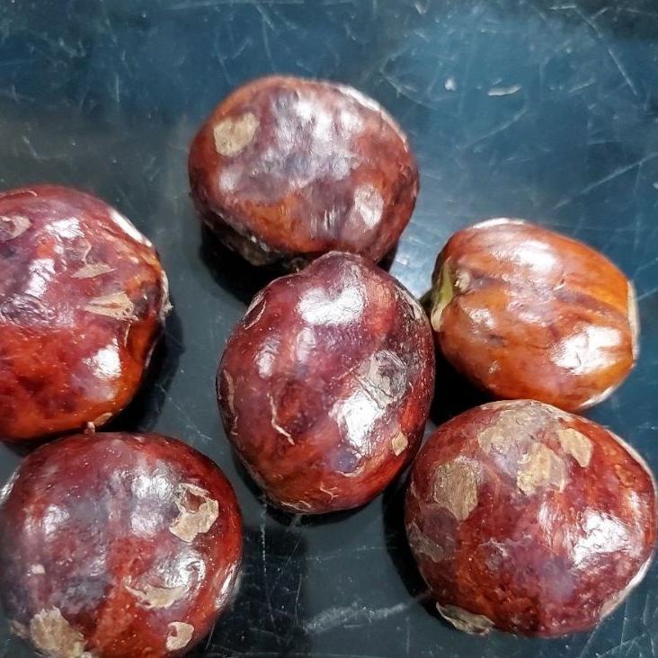 

Hot Sale Jengkol Full Tua piliahan 1 kg