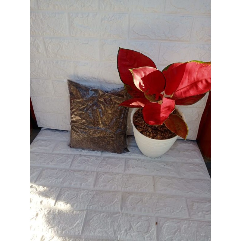 media tanam aglonema 1 kg /media aglonema