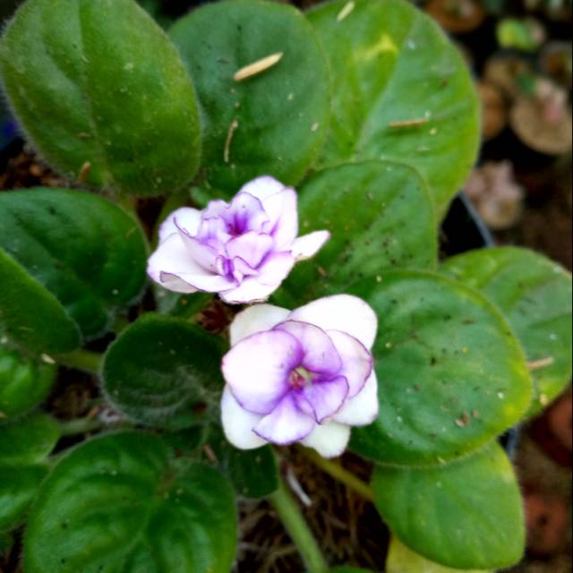 Begonia Violces Ungu putih - african violet