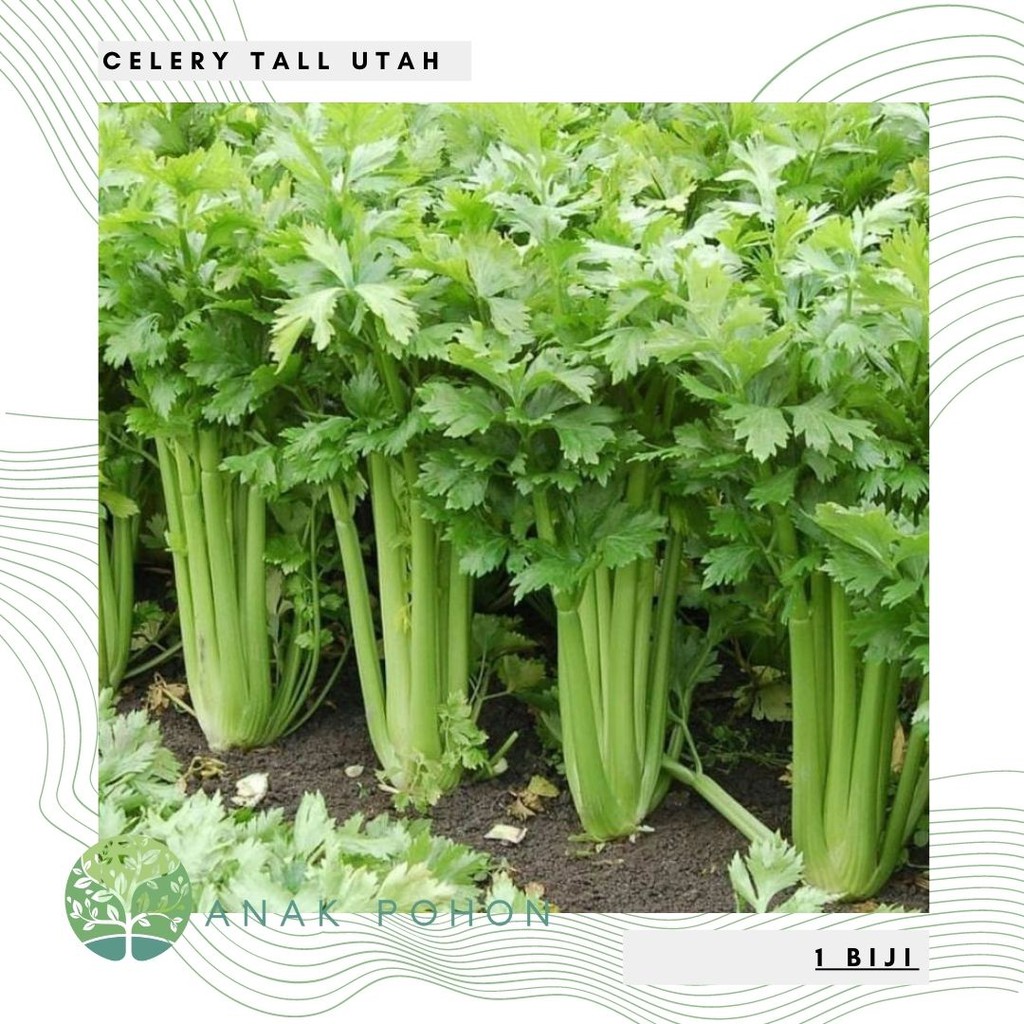 Benih Bibit Biji - Celery Tall Utah Seledri Batang Seeds - IMPORT