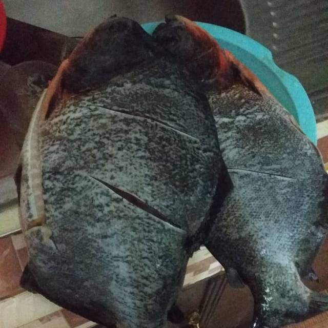 

IKAN BAWAL SEGAR