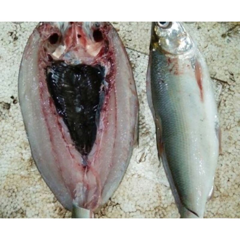 

bandeng tanpa duri