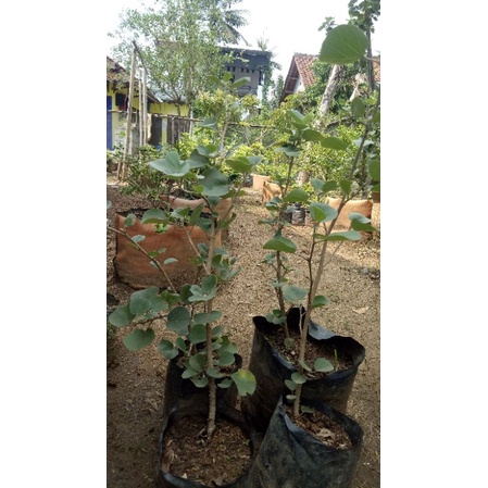 bibit bonsai waru jepang