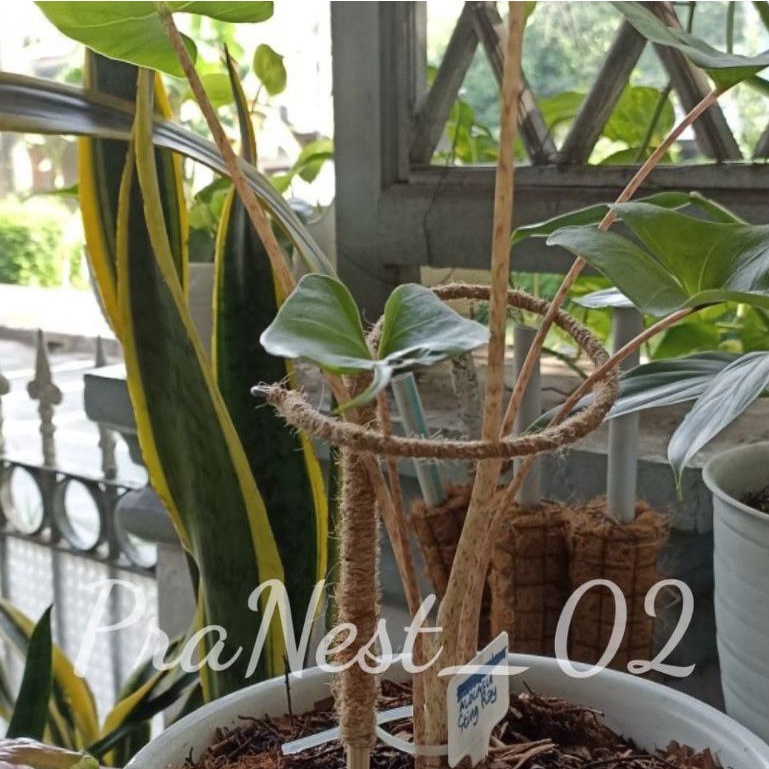 Turus Keladi | Turus penyangga tanaman