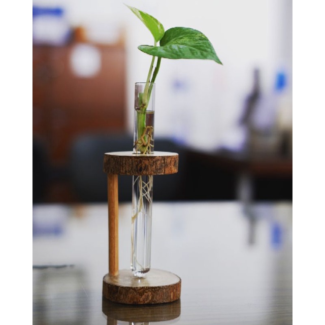 Pot Kayu Tanaman Air Pot Kaca Tanaman Air Vas Kaca Pot Unik Pot Lucu Pot Tanaman Sirih Gading Pot Ta