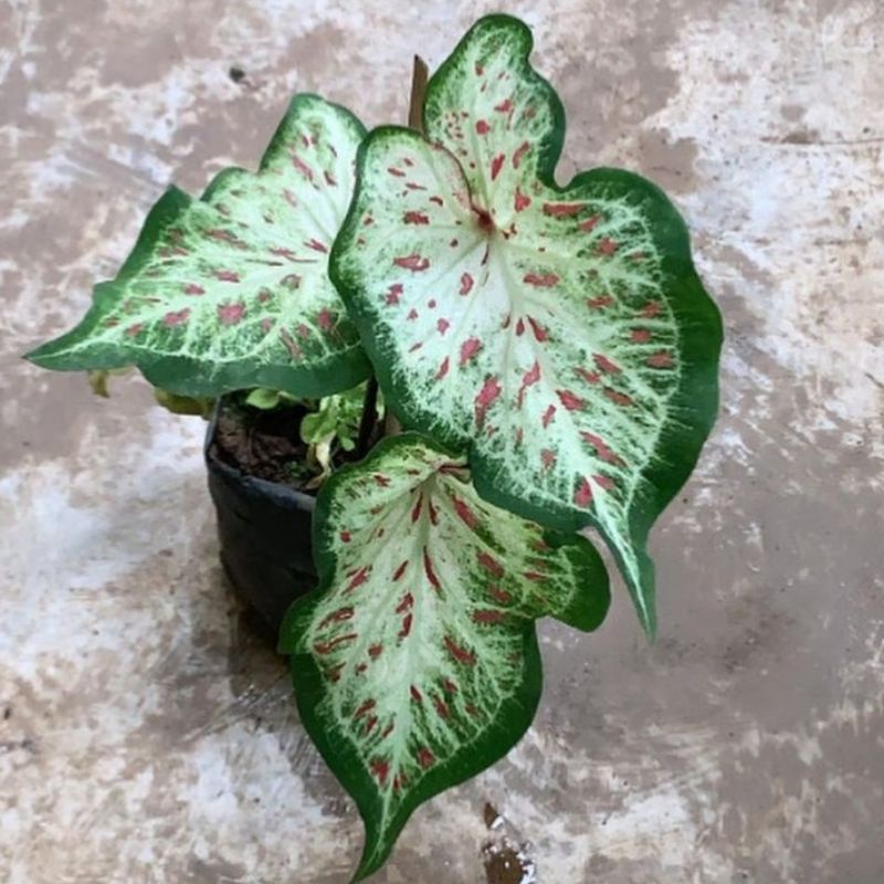 BIBIT KELADI GINGER LAND / TANAMAN HIAS KELADI GINGER LAND