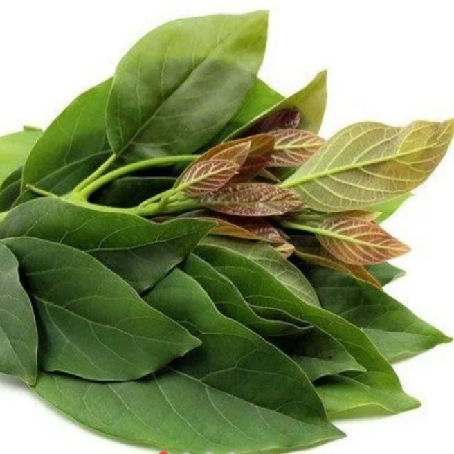 

Daun Alpukat Segar 250gr Herbal alami Murah Obat herbal alami murah asli dari kampung