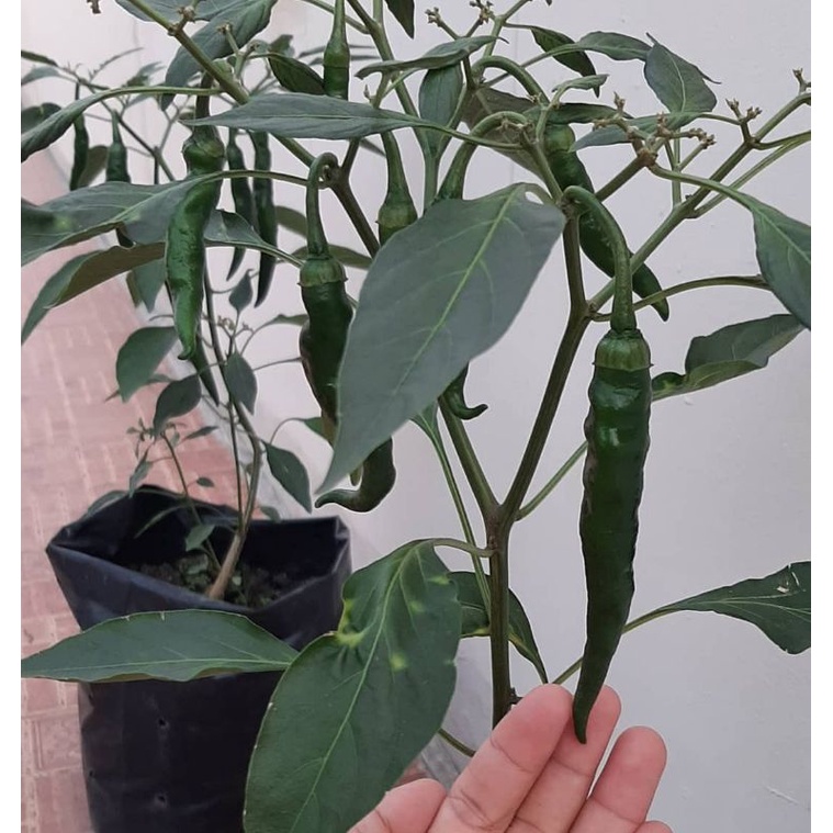 Bibit tanaman cabe merah besar/Pohon cabe merah