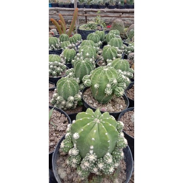 kaktus echinopsis jumbo/kaktus murah/kaktus pasaman