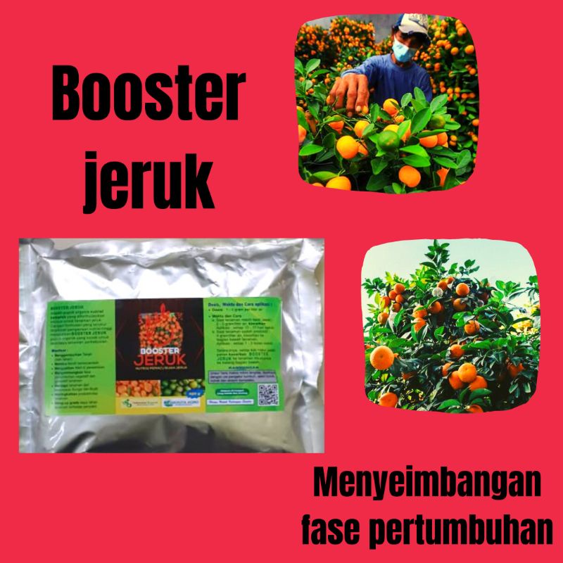 Pupuk Khusus Jeruk Santang, Pupuk Untuk Jeruk Cepat Berbuah