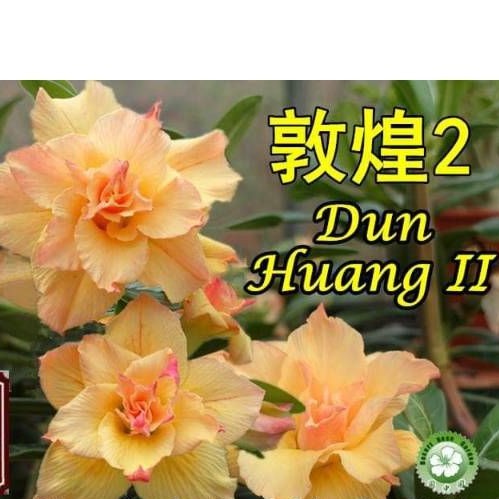 Adenium bunga tumpuk "Dun huang 2"