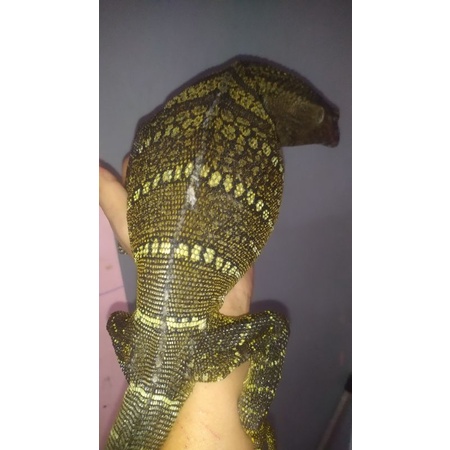 varanus rudicollis juvenil real pict