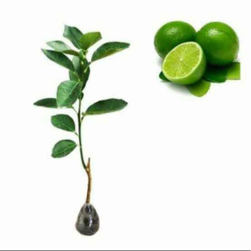 bibit jeruk nipis unggul